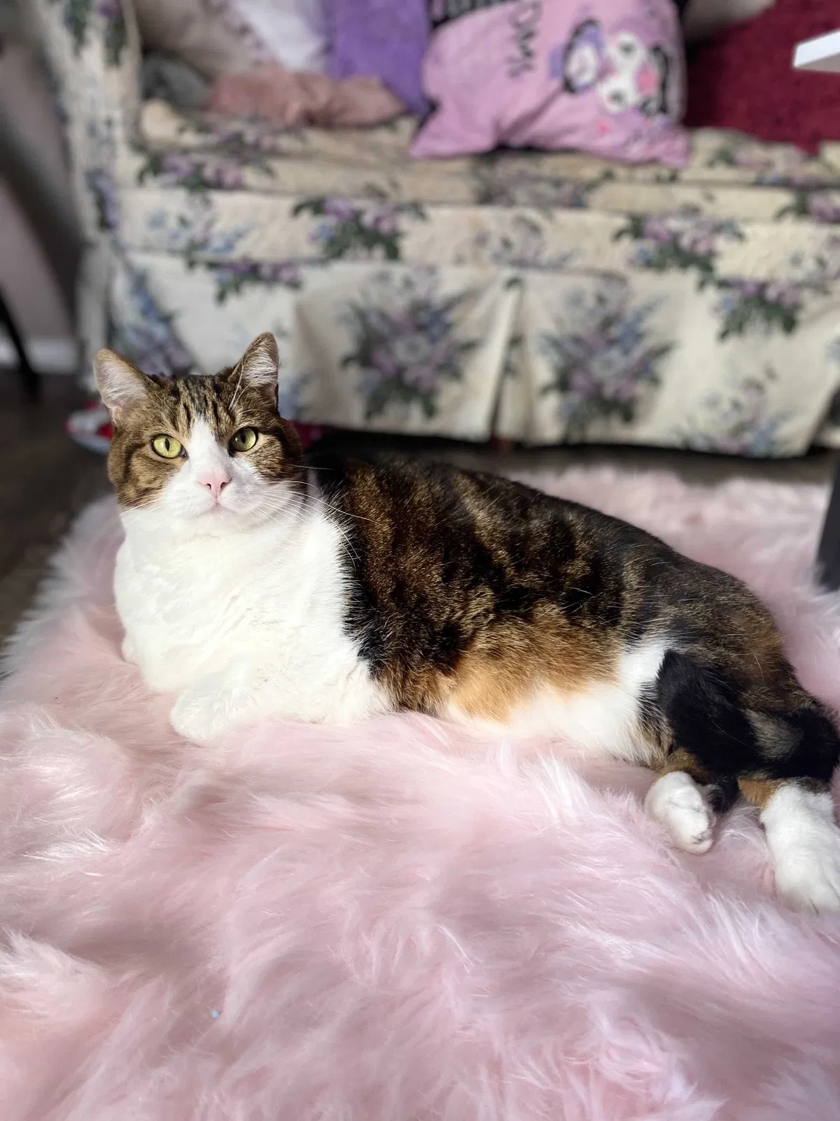 Lost cat in Austin, TX, 78759