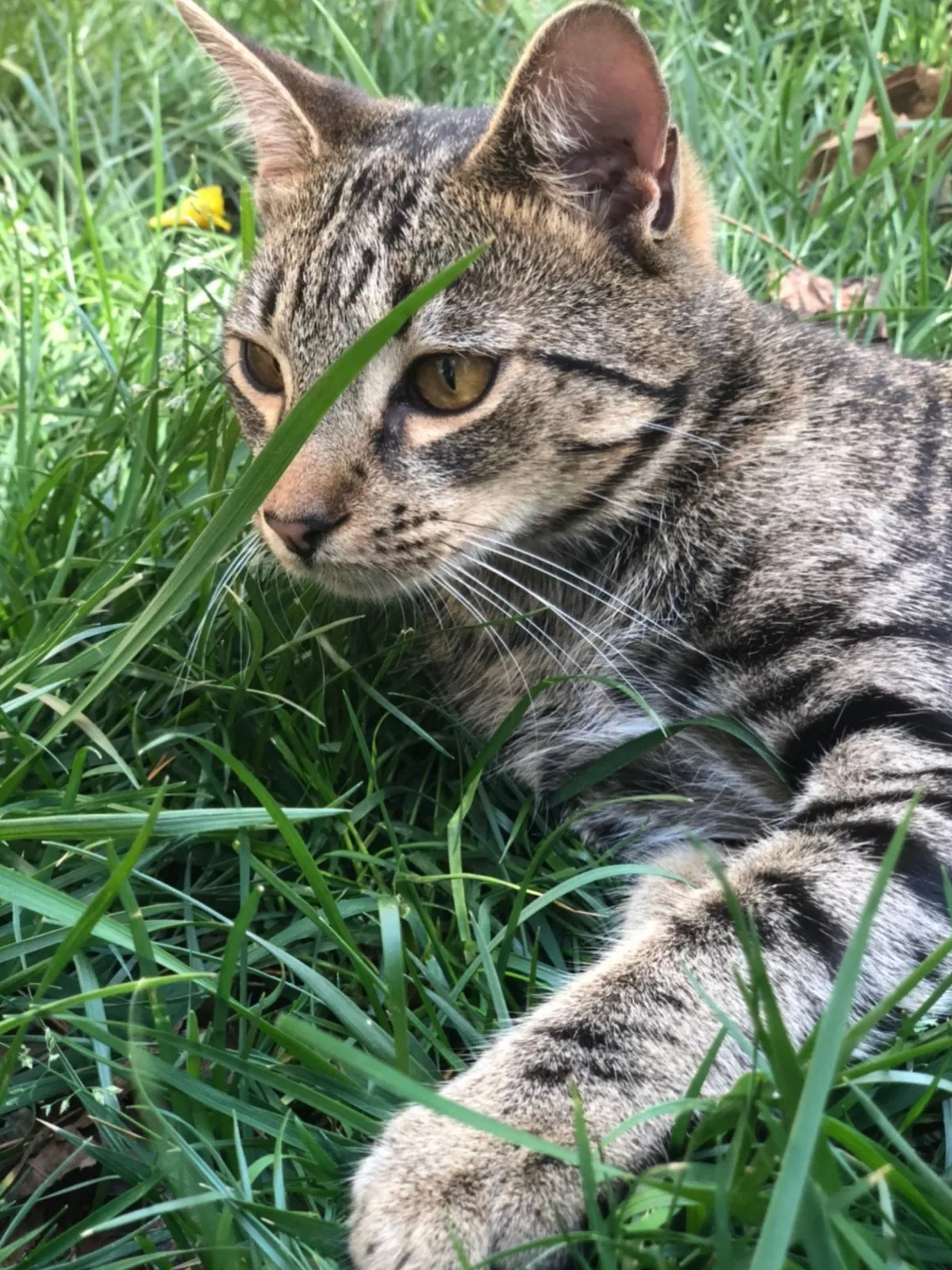 Lost cat in Charlotte, NC, 28227