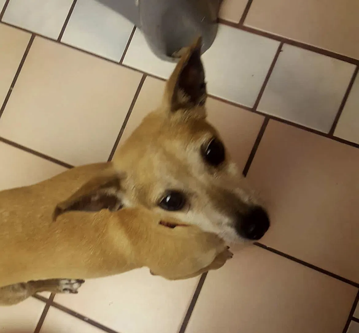 Lost dog in Cathedral City, CA, 92234