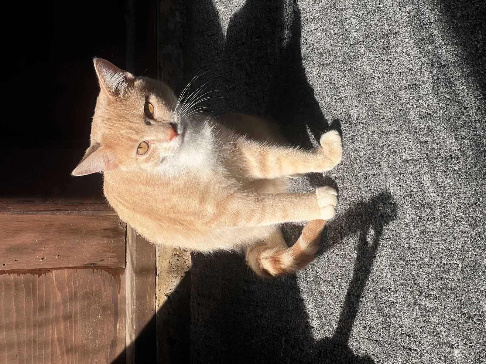 Lost cat in Buffalo, NY, 14224
