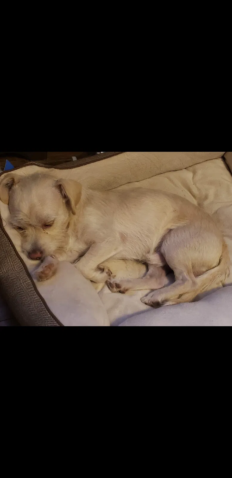 Lost dog in Fresno, CA, 93703