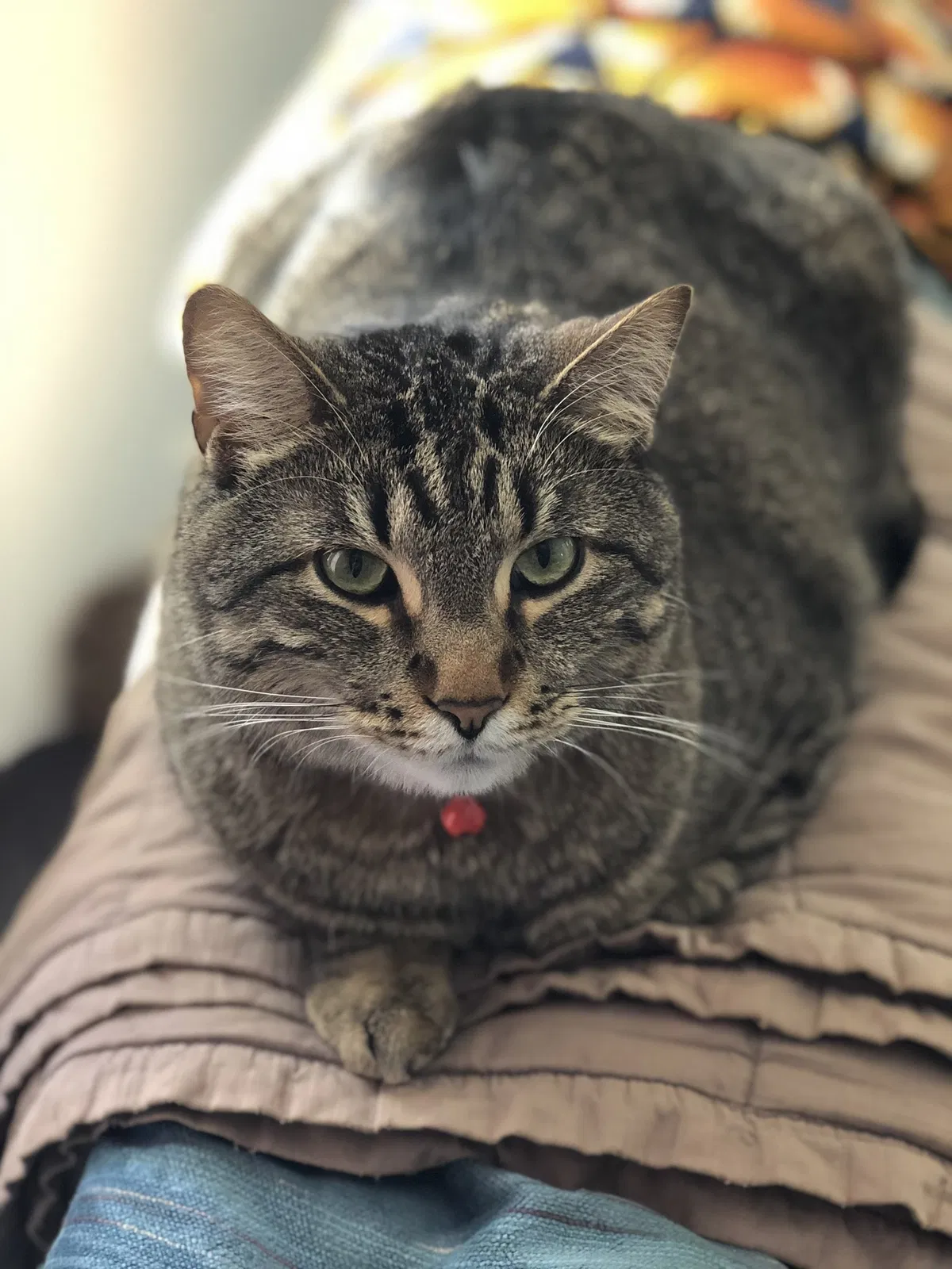 Lost cat in Minneapolis, MN, 55433