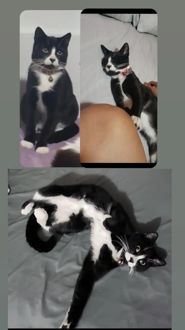 Lost cat in Brooklyn, NY, 11237