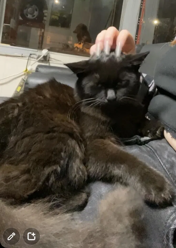 Lost cat in Wilmington, NC, 28401