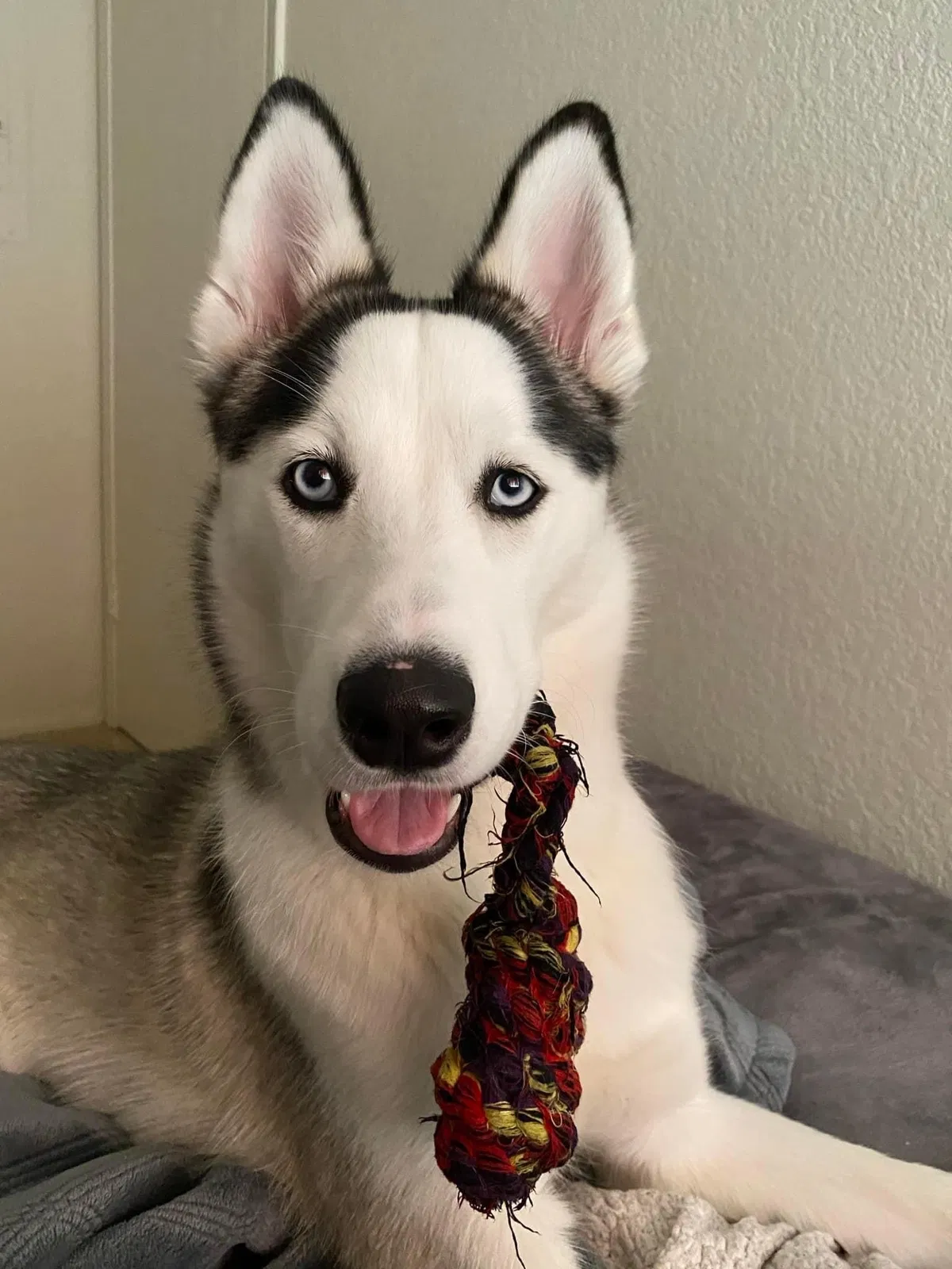 Lost dog in Modesto, CA, 95350