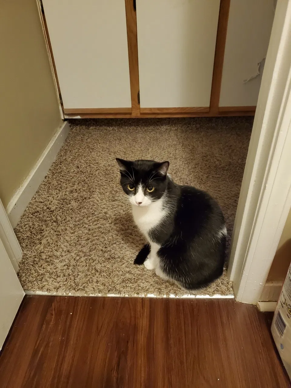 Lost cat in Knoxville, TN, 37918