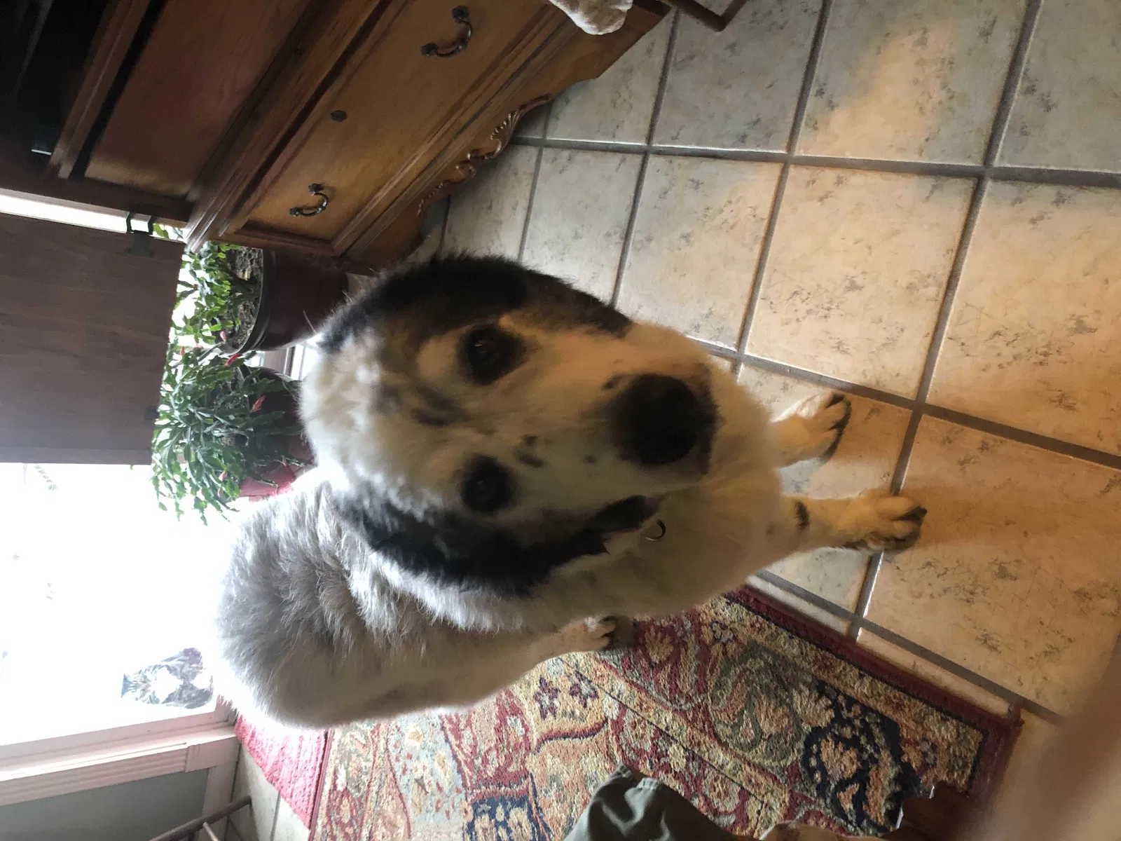 Lost dog in Reardan, WA, 99029