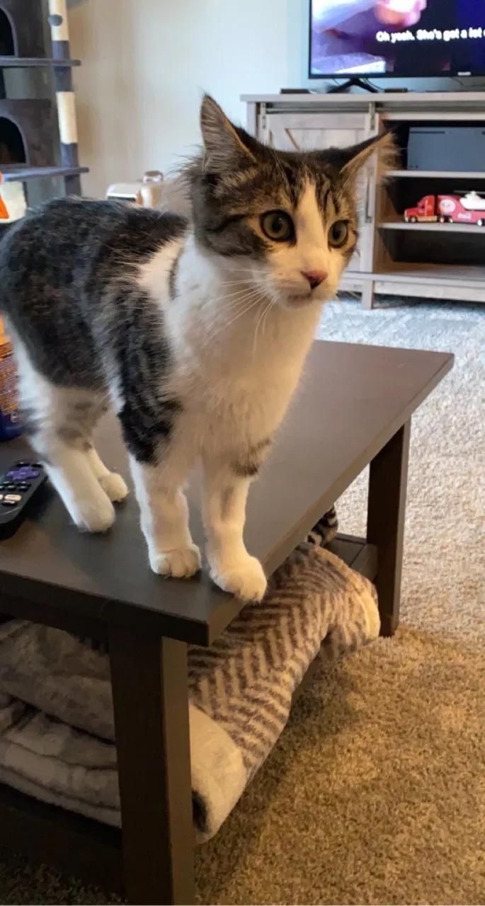 Lost cat in Clarkston, MI, 48346
