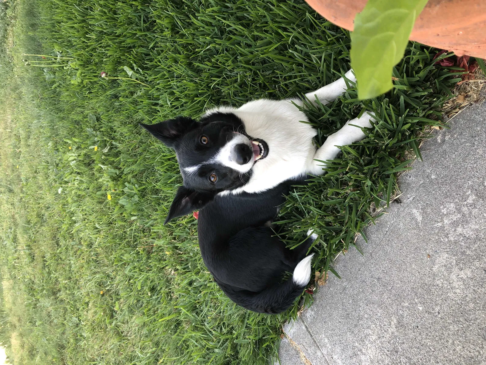 Lost dog in San Leandro, CA, 94577