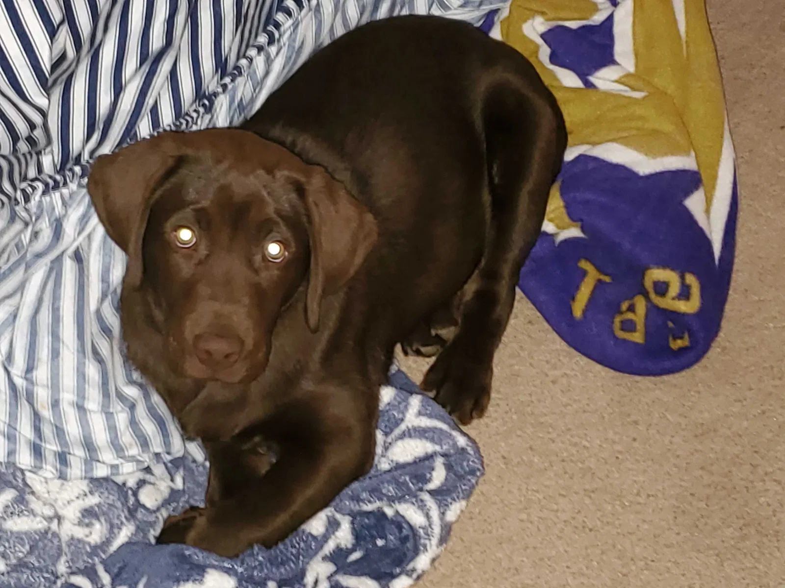 Lost dog in Kingston, TN, 37763