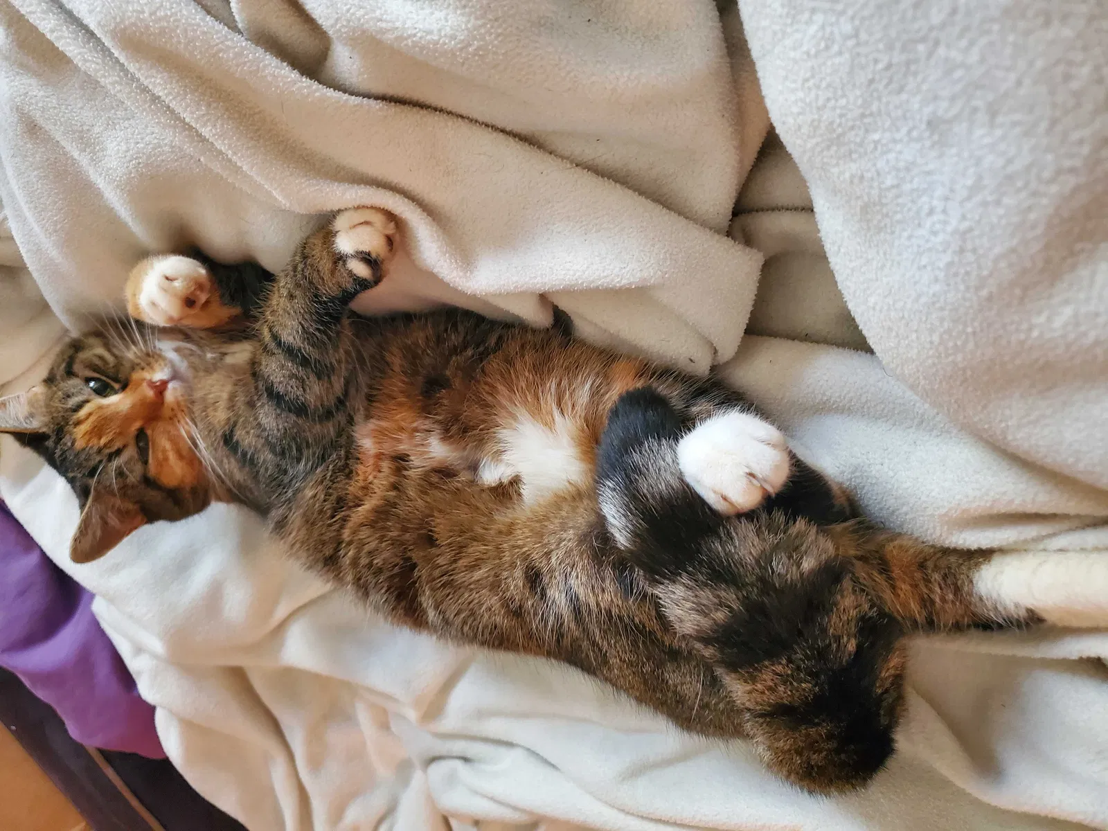 Lost cat in Charlotte, NC, 28227