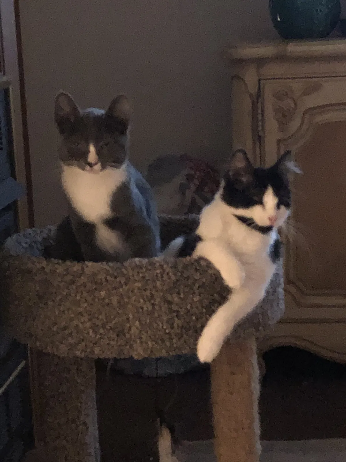Lost cat in Sylva, NC, 28779