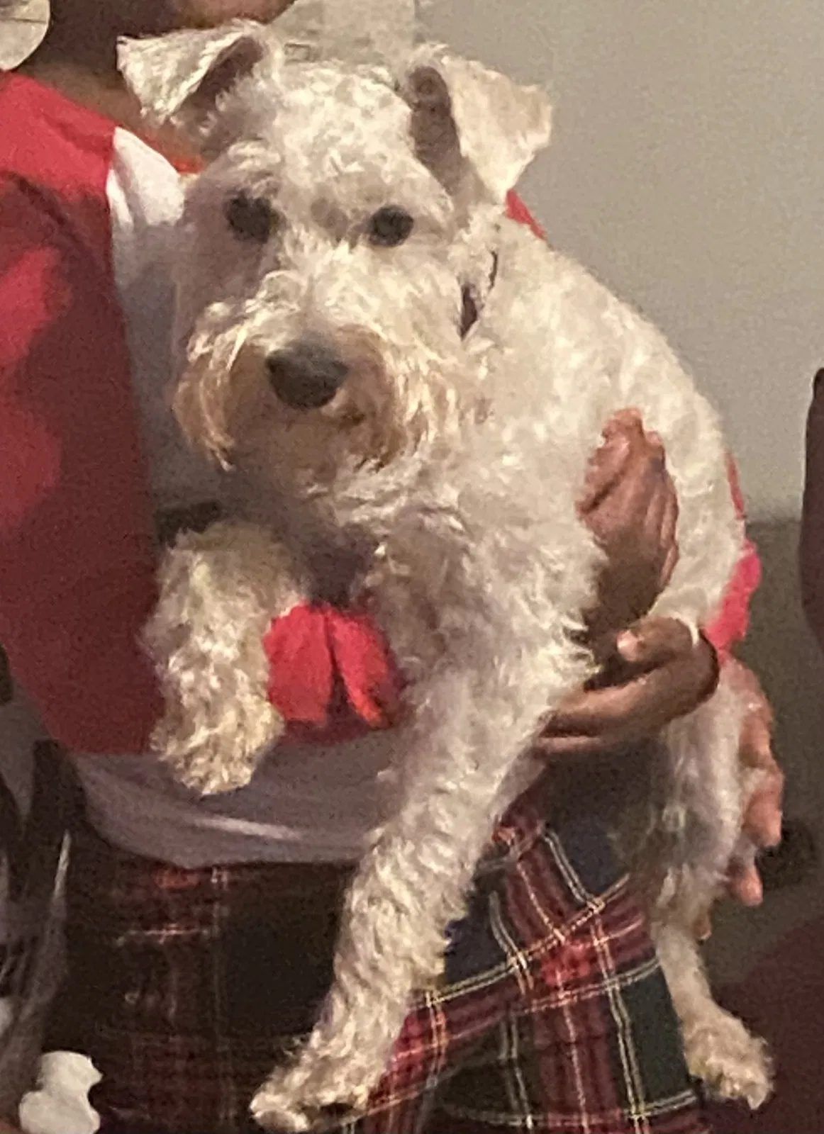 Lost dog in Memphis, TN, 38133