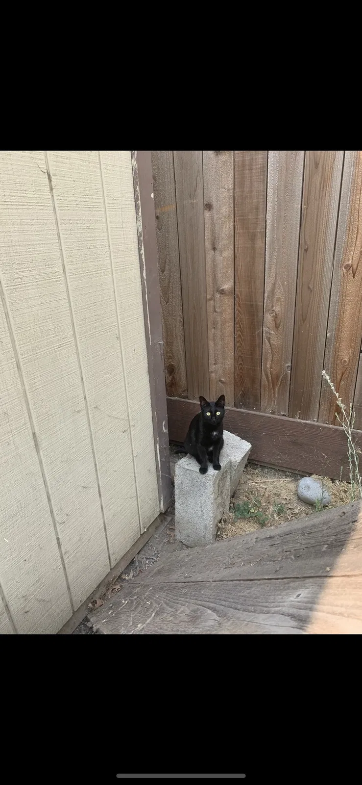 Lost cat in Stockton, CA, 95206