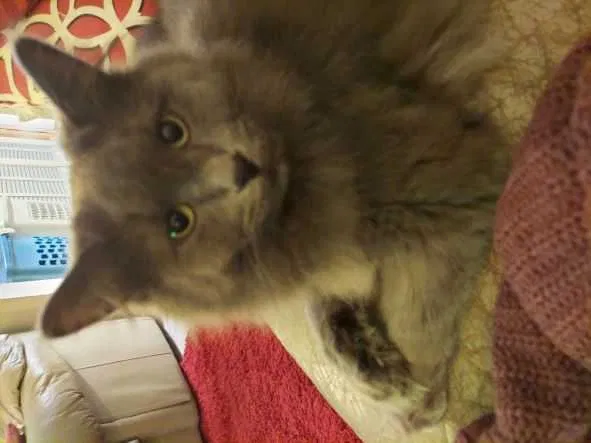 Lost cat in Howell, MI, 48843