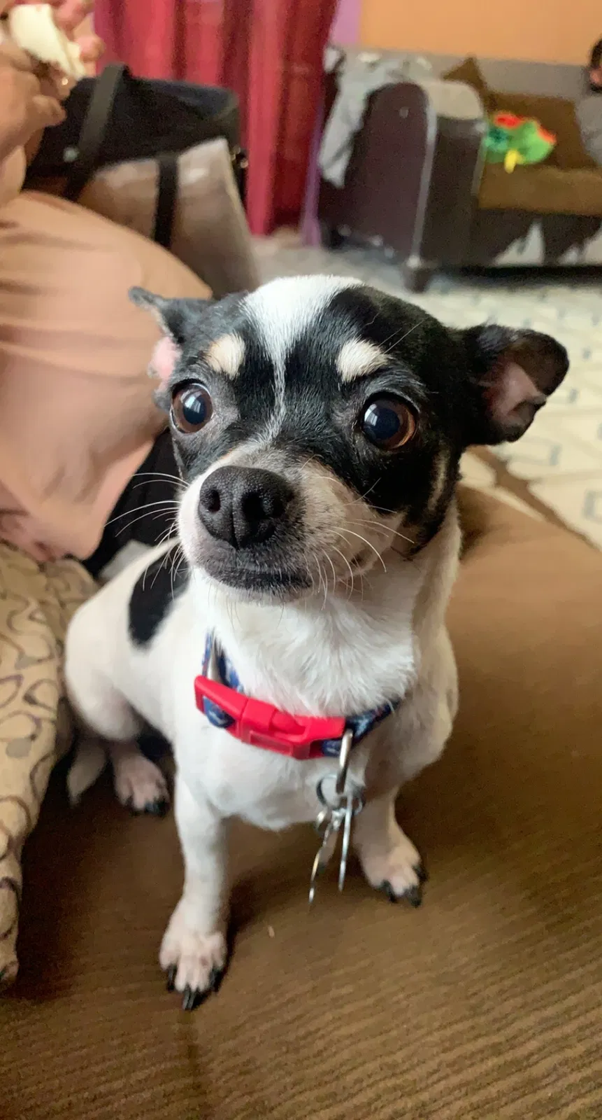 Lost dog in Oklahoma City, OK, 73121