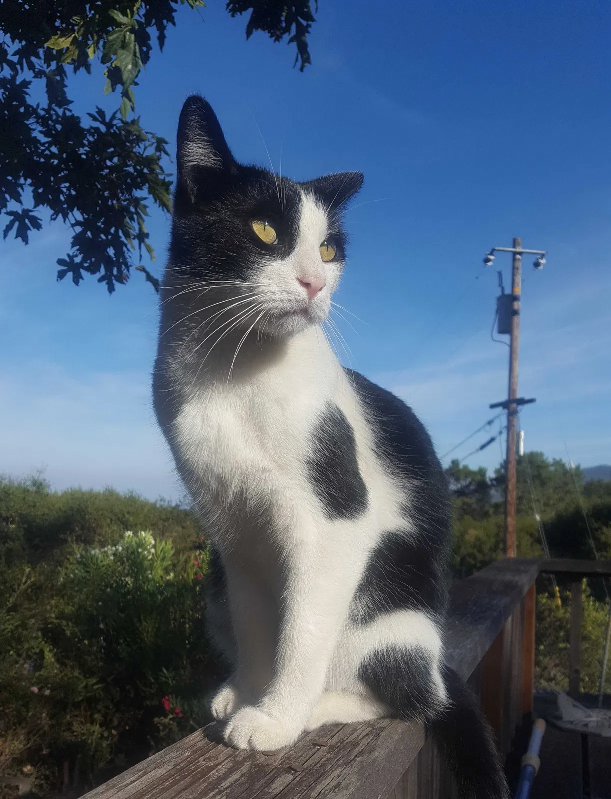 Lost cat in Portola Valley, CA, 94028