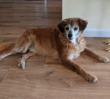 Lost dog in Rescue, CA, 95672