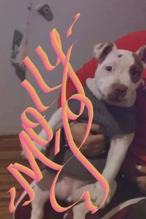 Lost dog in Riverside, CA, 92507