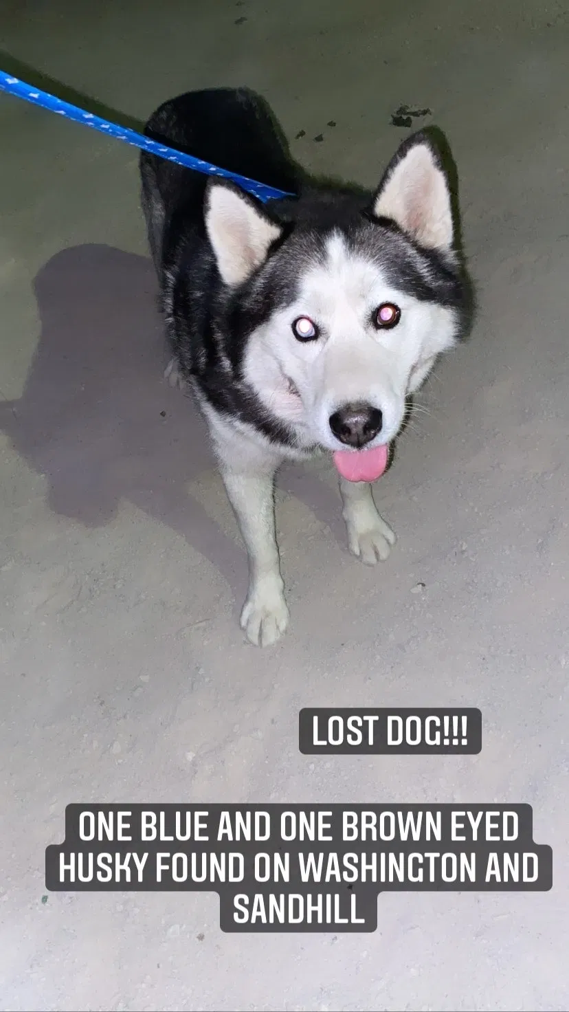 Found dog in Las Vegas, NV, 89110