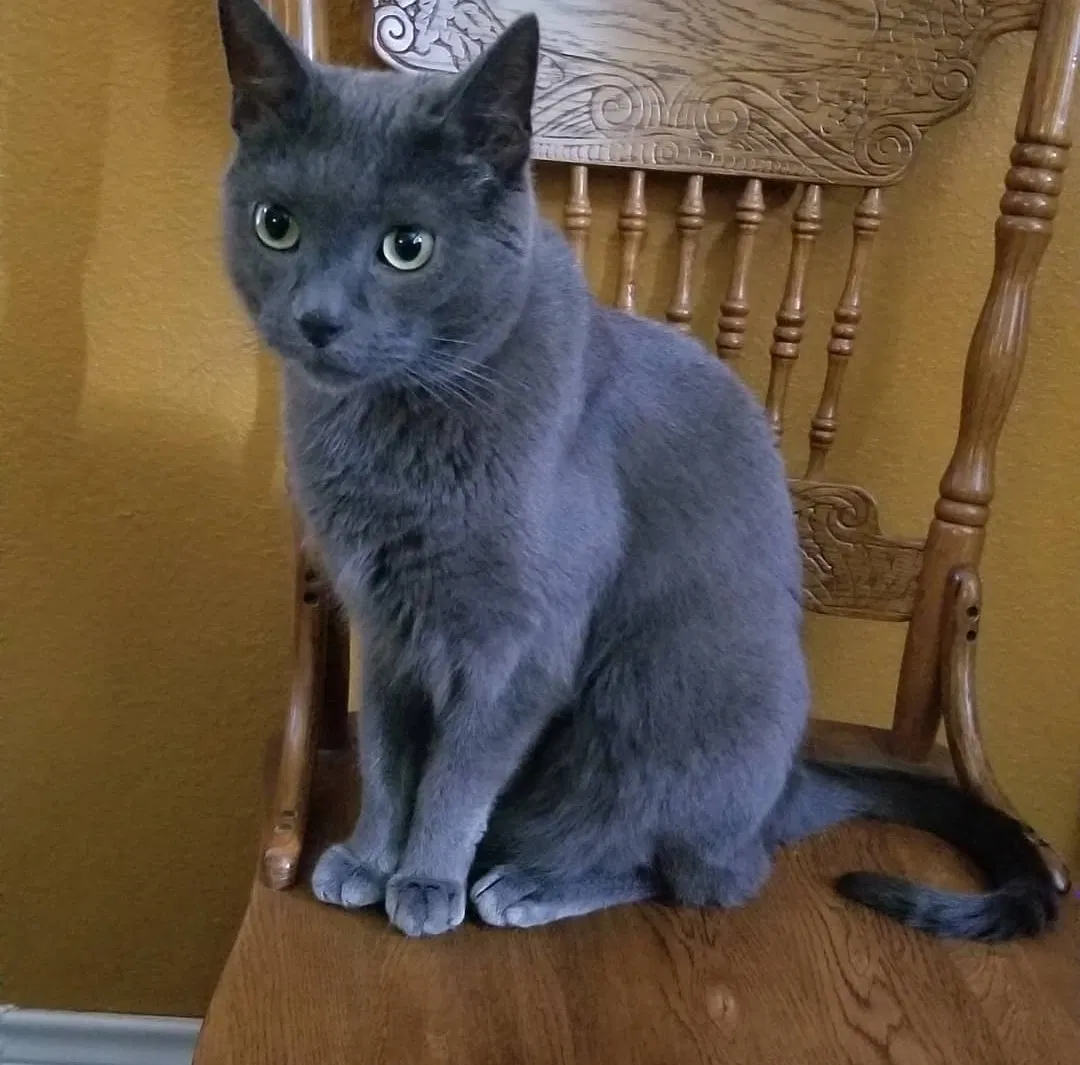 Lost cat in Pflugerville, TX, 78660