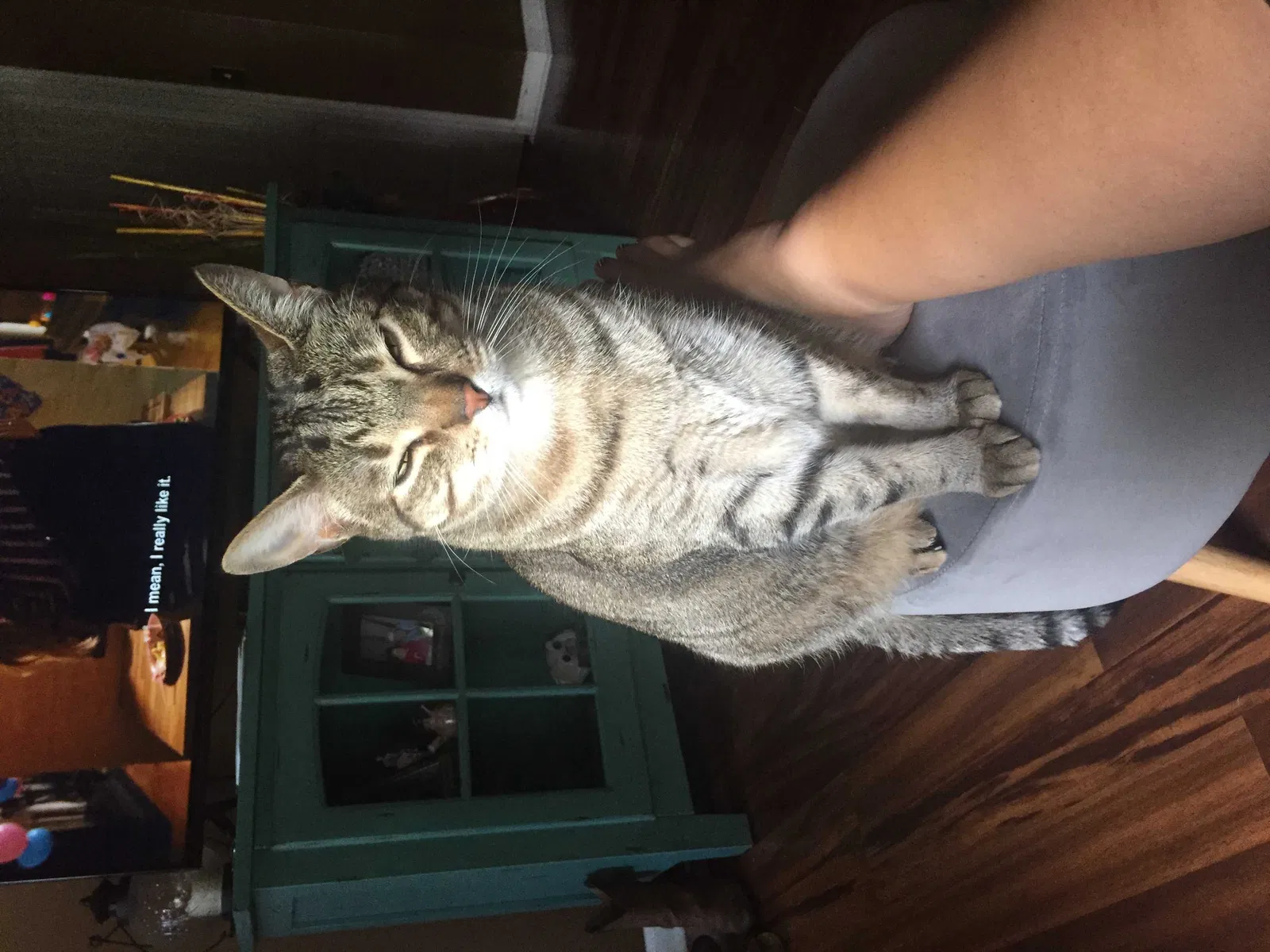 Lost cat in Springfield, TN, 37172