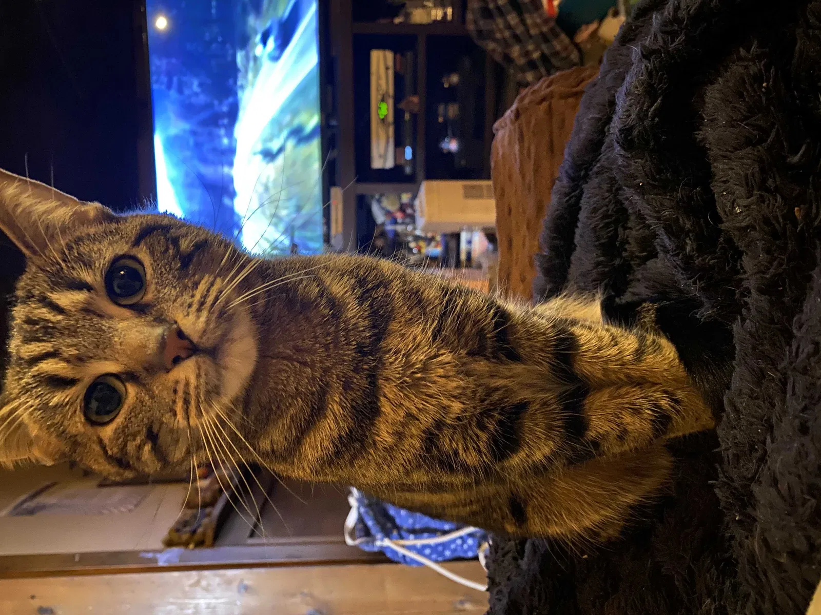 Lost cat in Worcester, MA, 1604