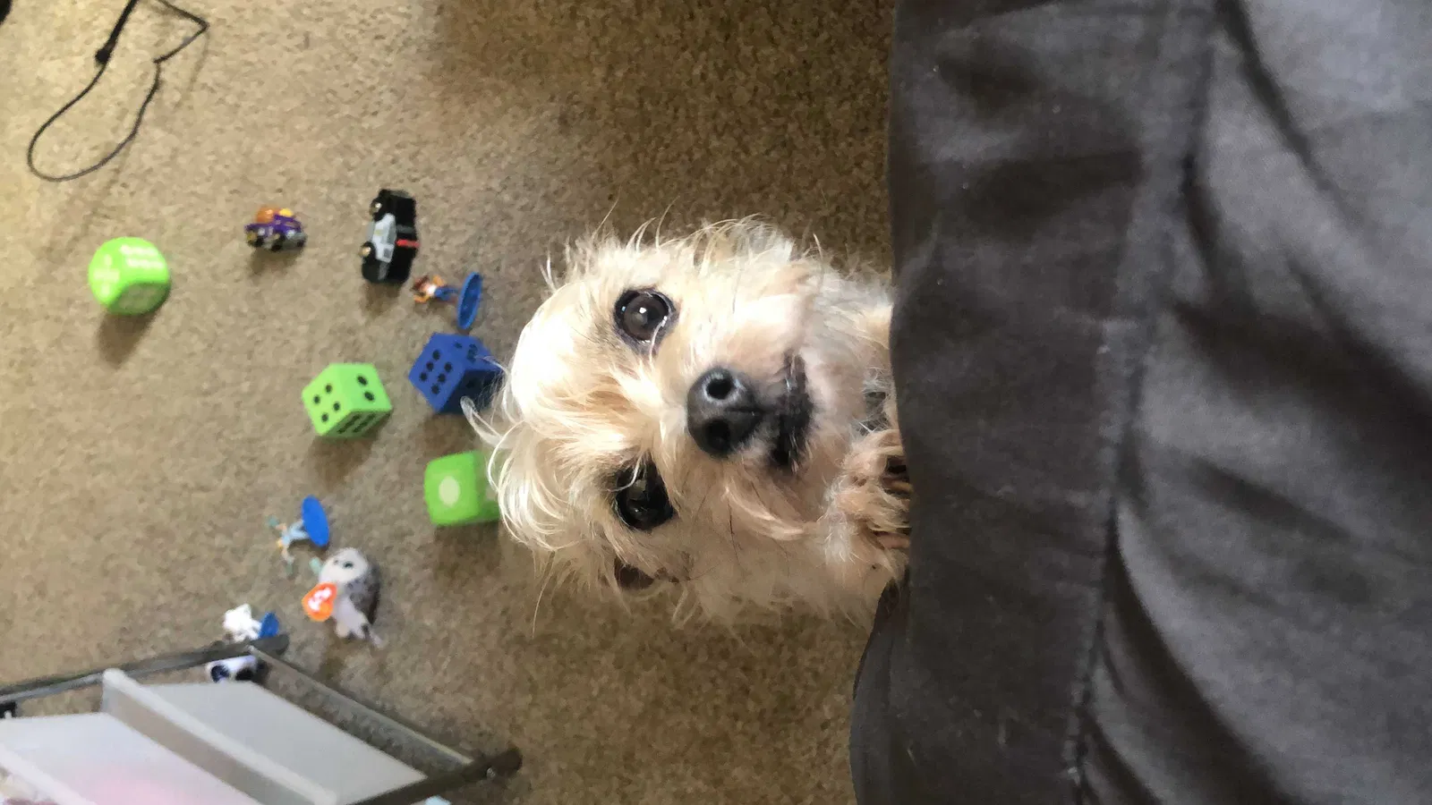 Lost dog in Sacramento, CA, 95821