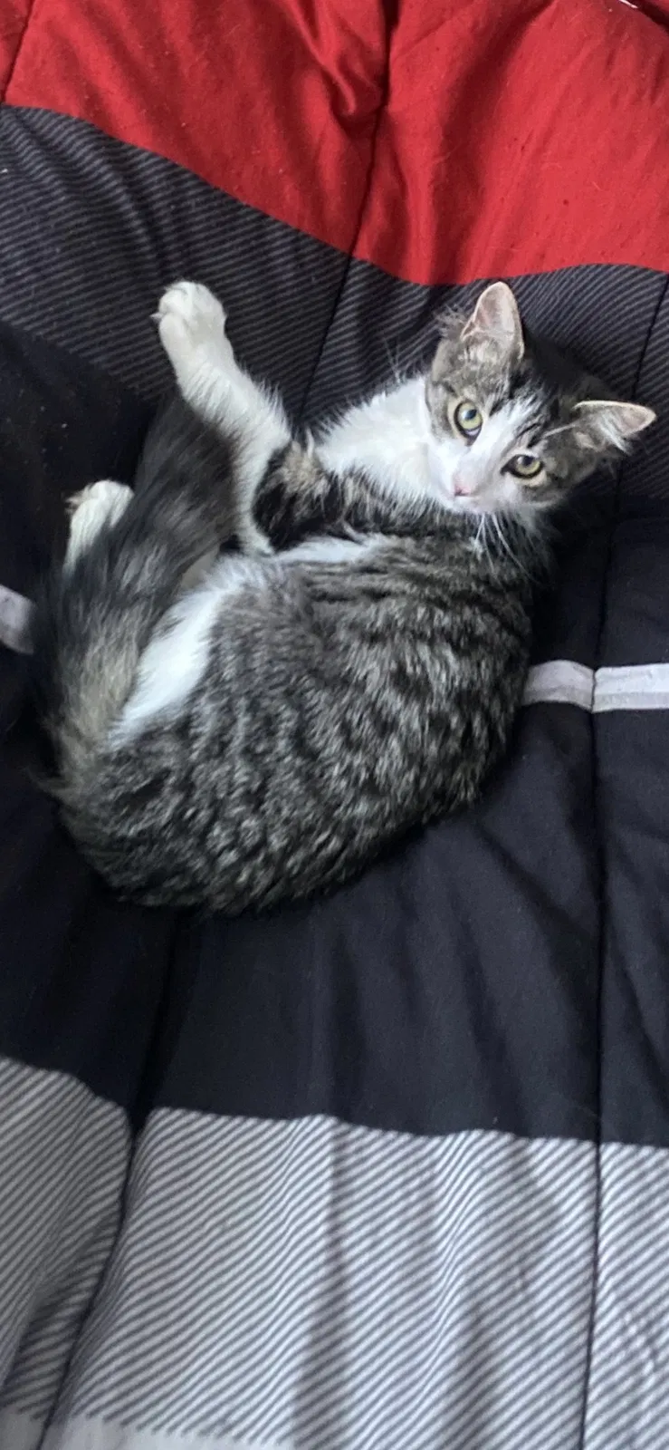 Lost cat in Clarkston, MI, 48346
