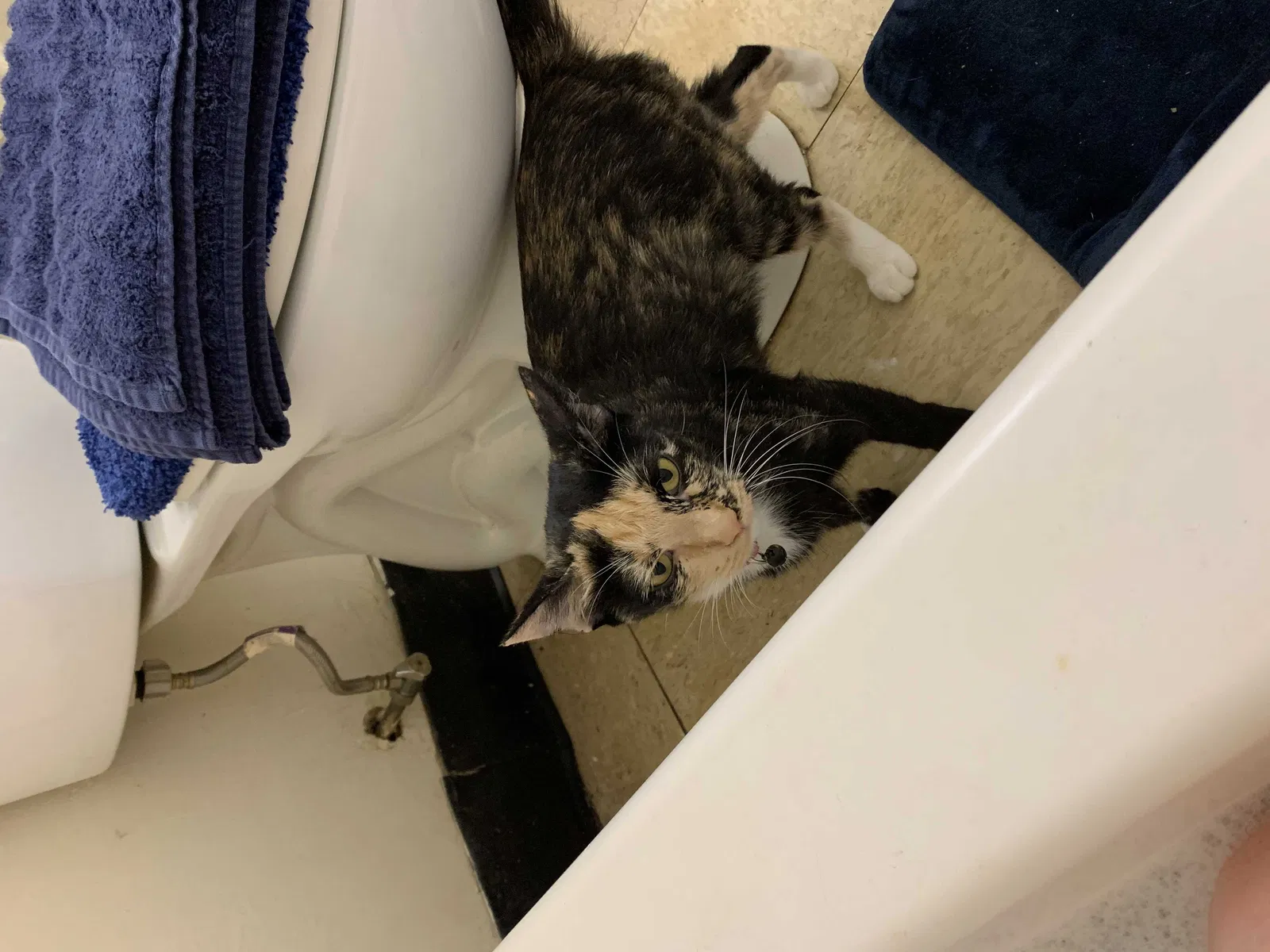 Lost cat in Toney, AL, 35773