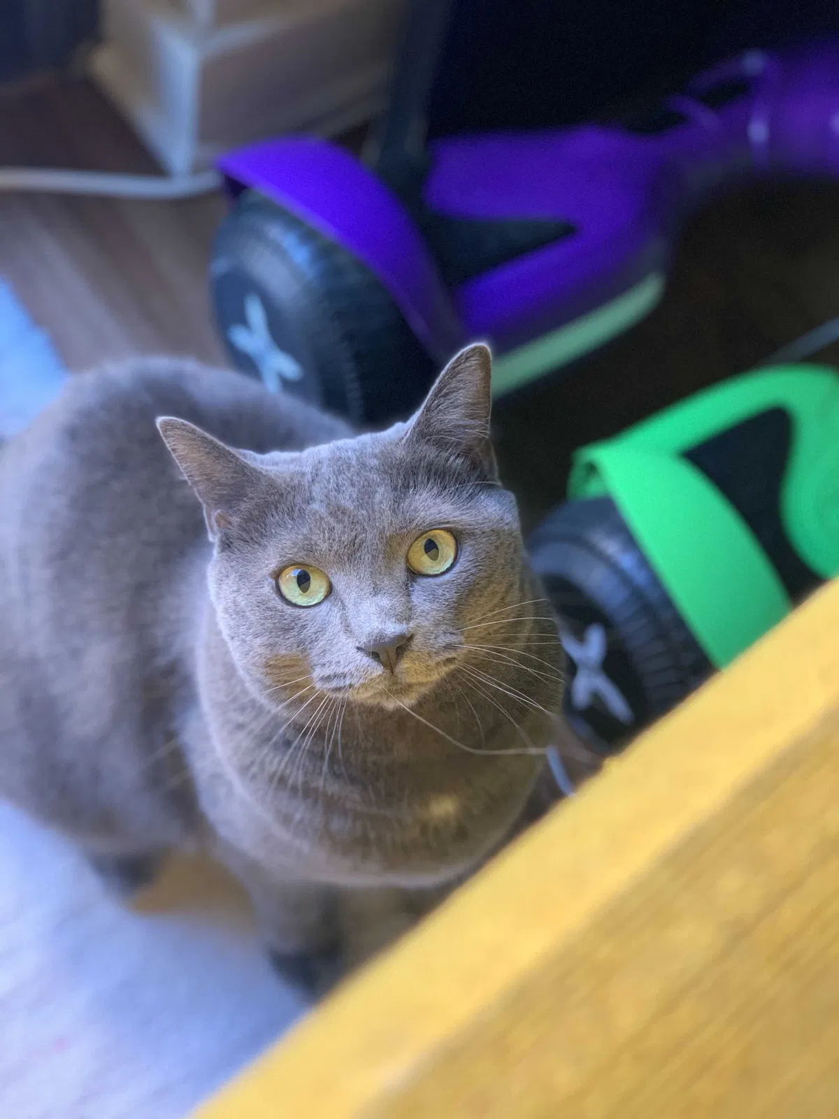 Lost cat in Arlington, VA, 22209
