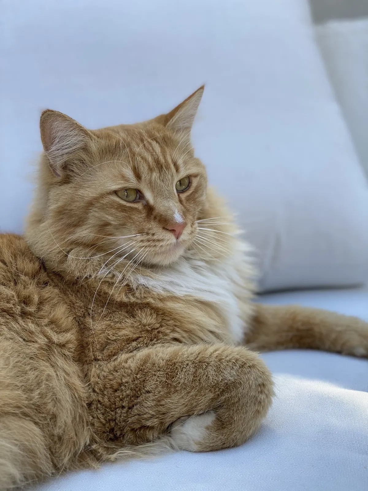 Lost cat in Las Vegas, NV, 89149