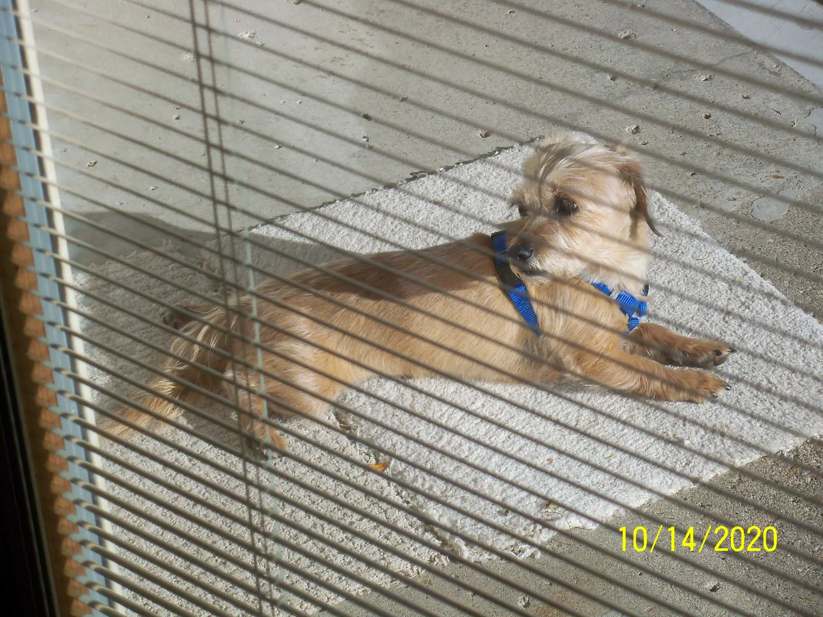 Lost dog in West Des Moines, IA, 50265