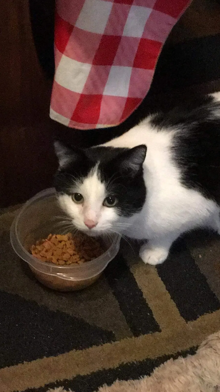 Lost cat in Spring Lake, NC, 28390