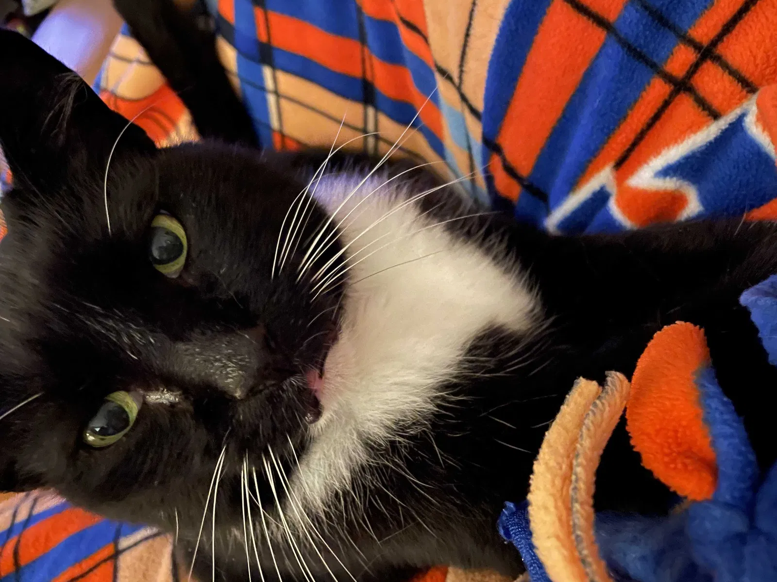 Lost cat in Merritt Island, FL, 32952