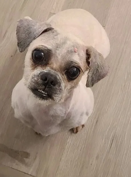 Lost dog in Los Angeles, CA, 90062