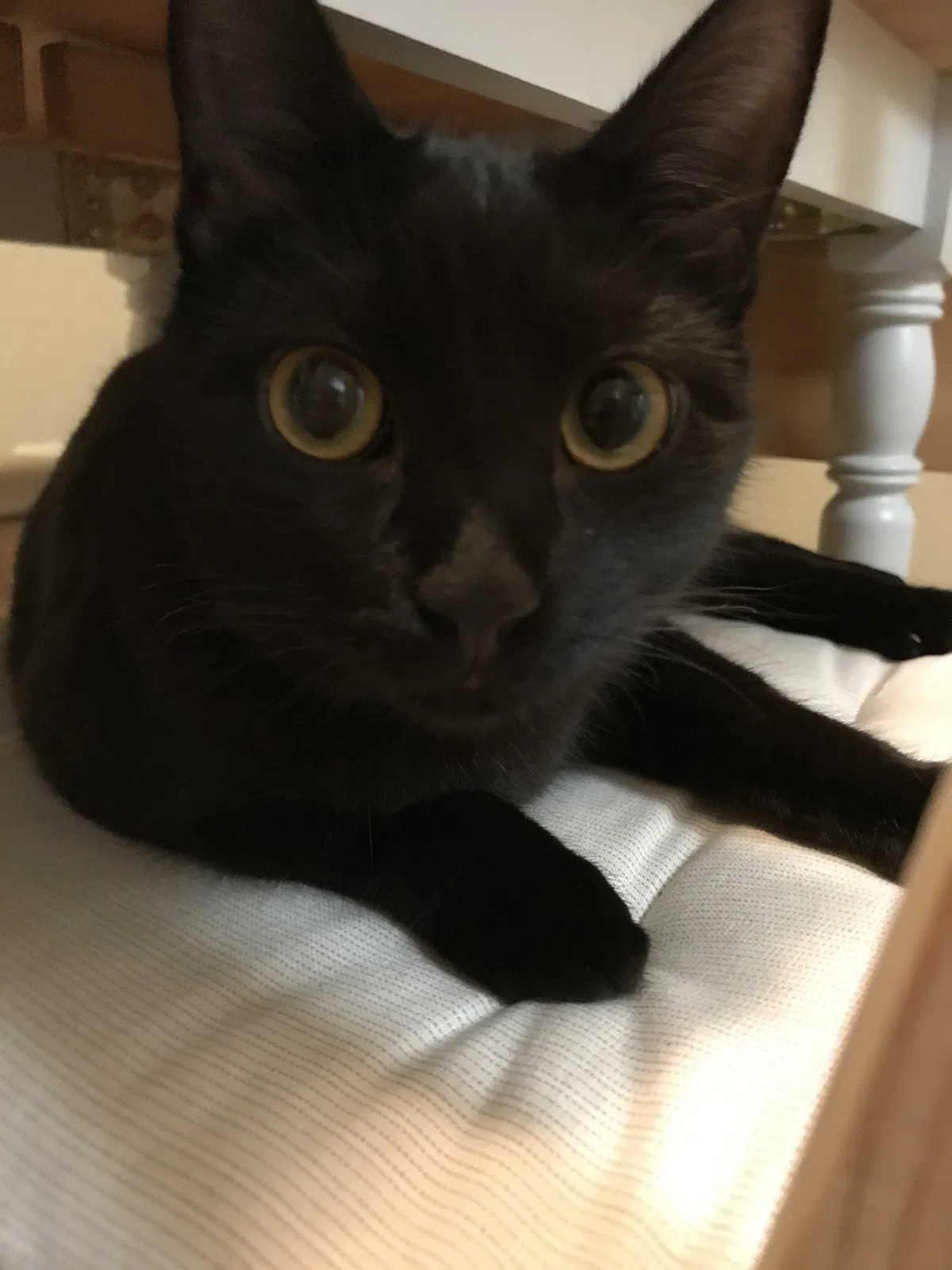 Lost cat in Anchorage, AK, 99518