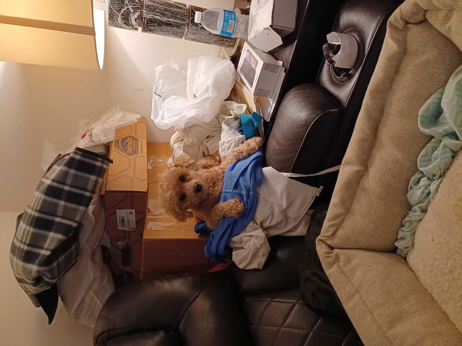 Lost dog in San Francisco, CA, 94134