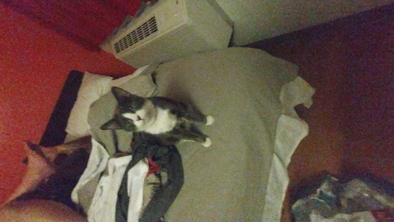 Lost cat in Simi Valley, CA, 93065