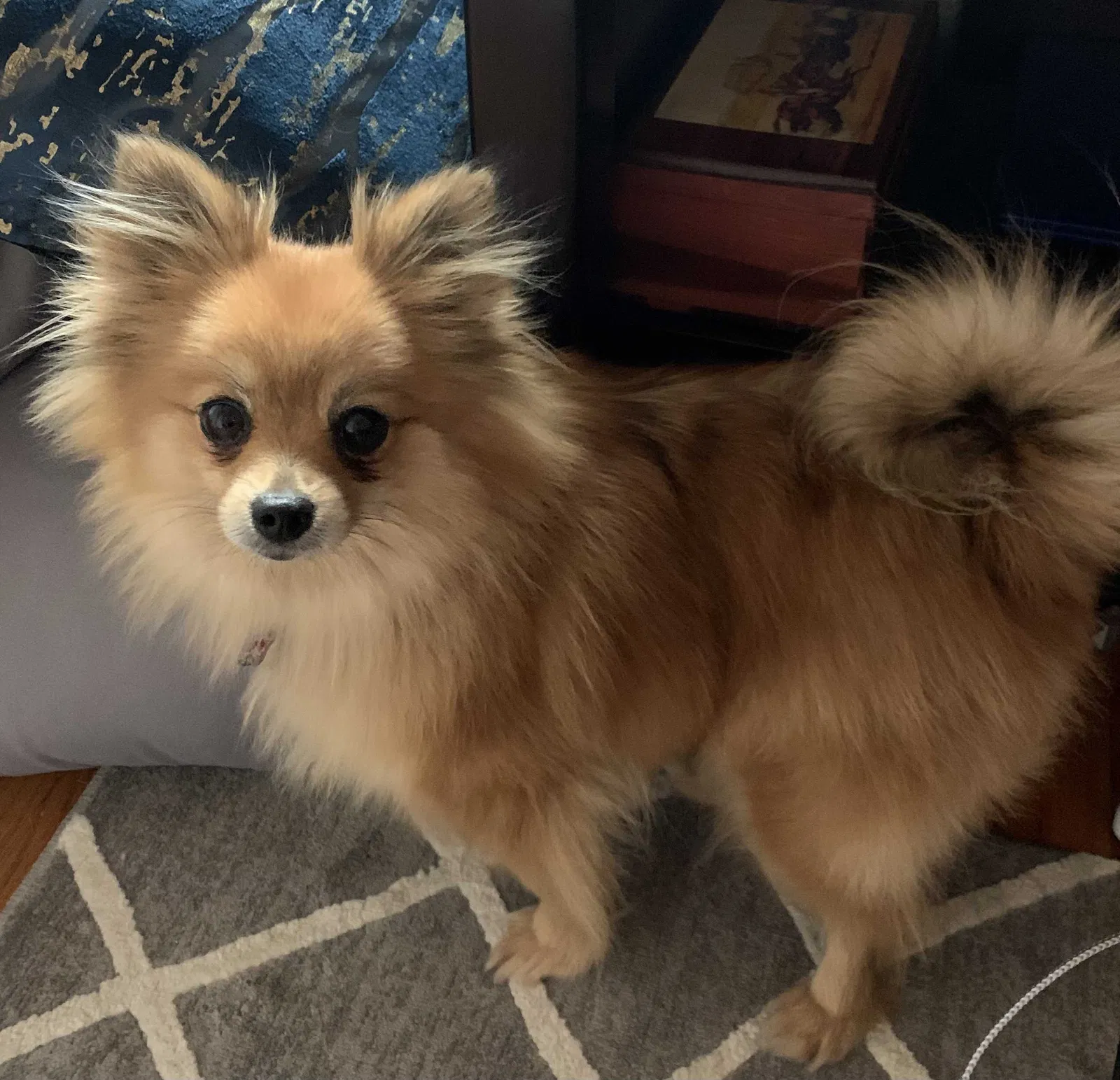 Lost dog in Overland Park, KS, 66214