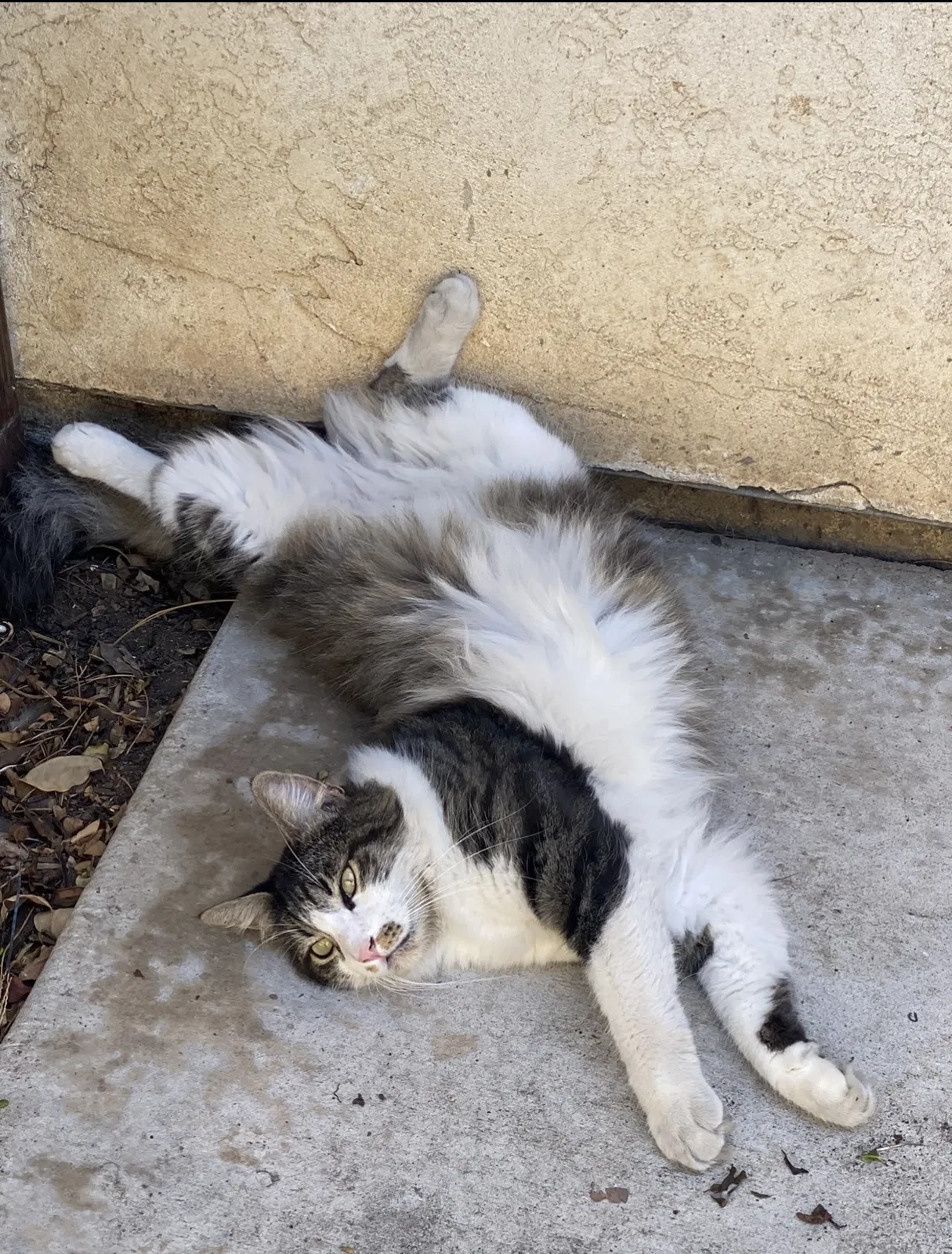 Lost cat in San Diego, CA, 92114