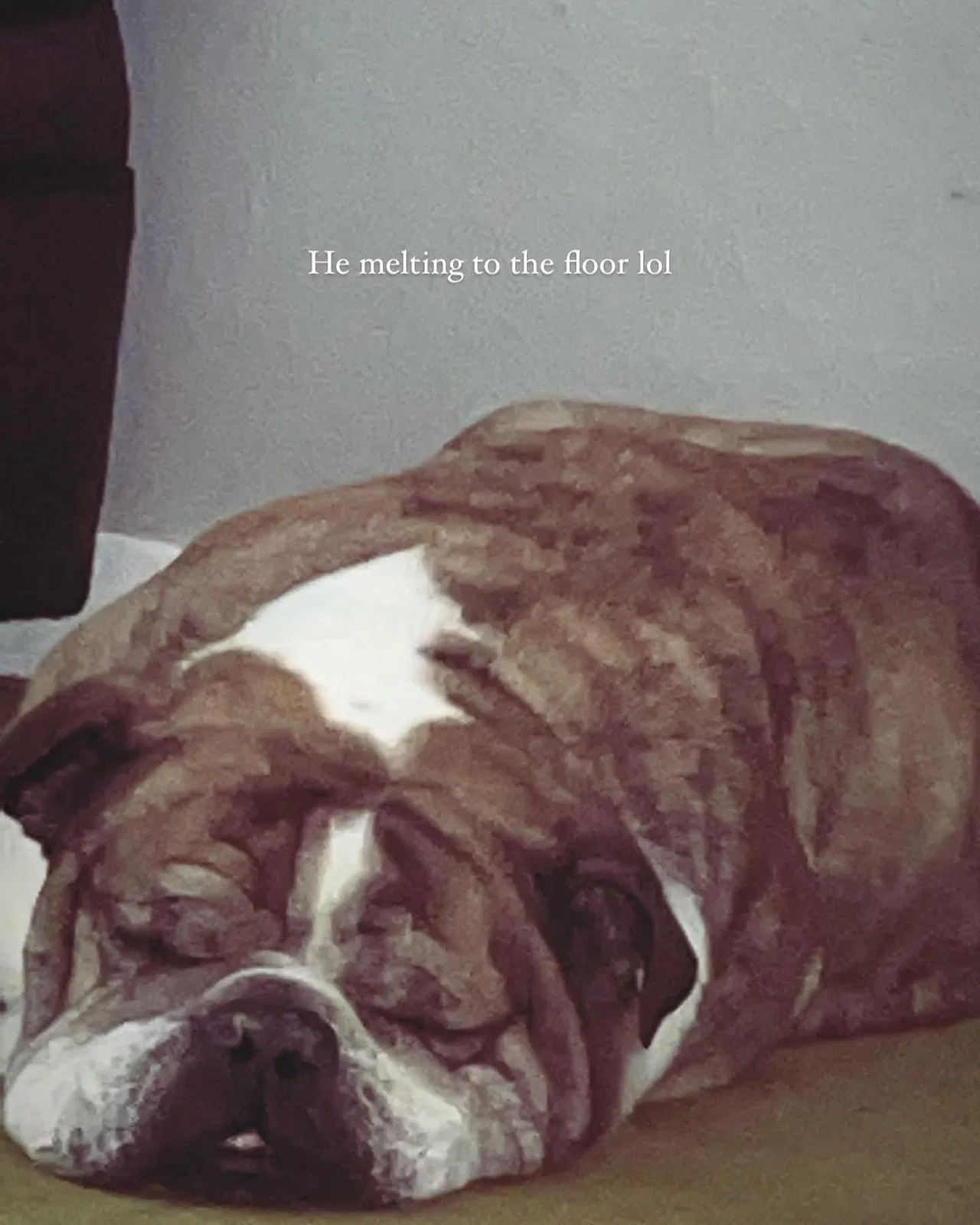 Lost dog in Dallas, TX, 75217