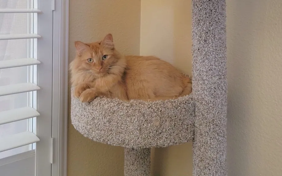 Lost cat in Las Vegas, NV, 89123
