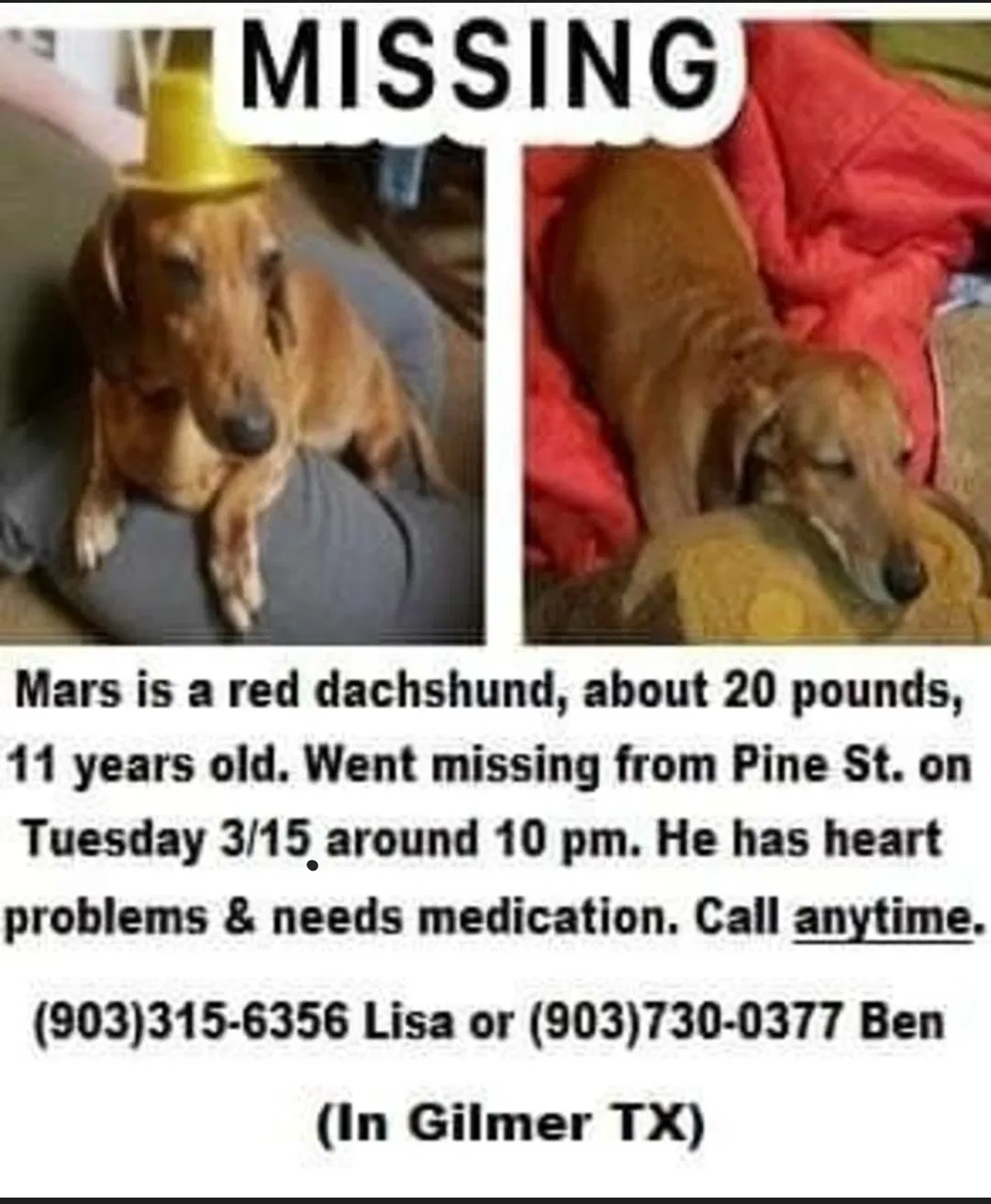Lost dog in Gilmer, TX, 75644