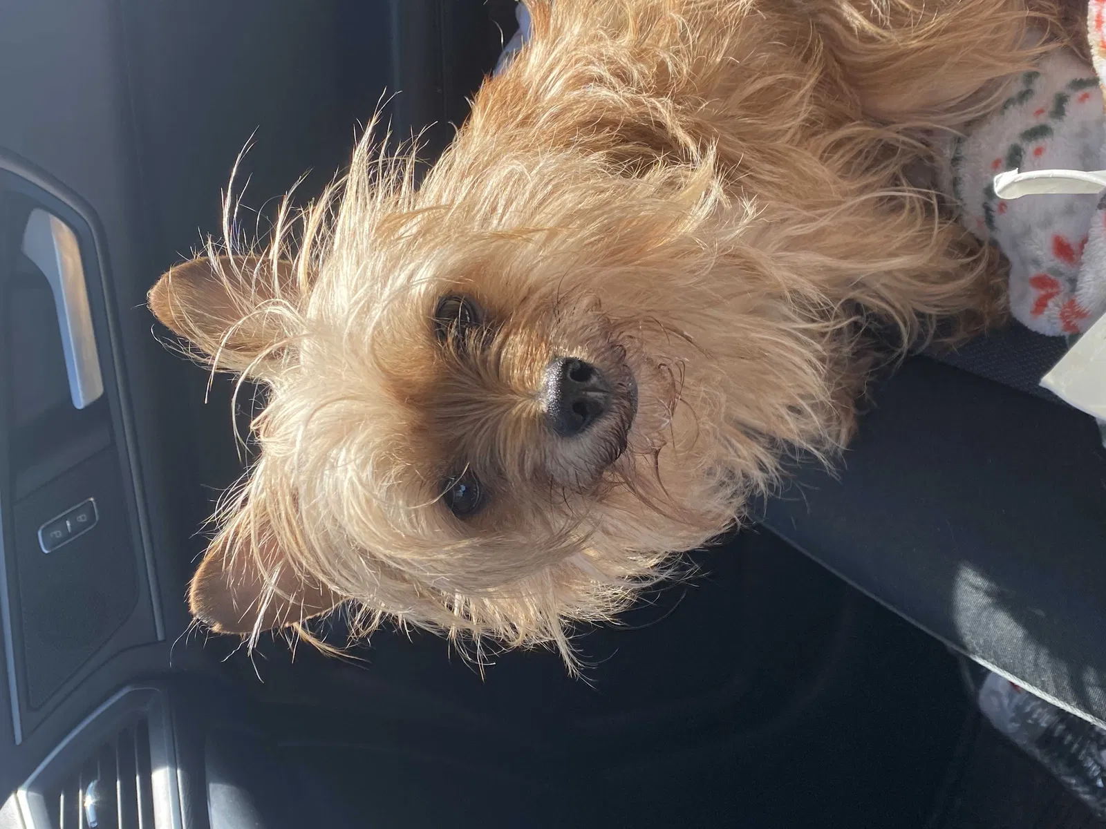 Lost dog in Middletown, OH, 45044