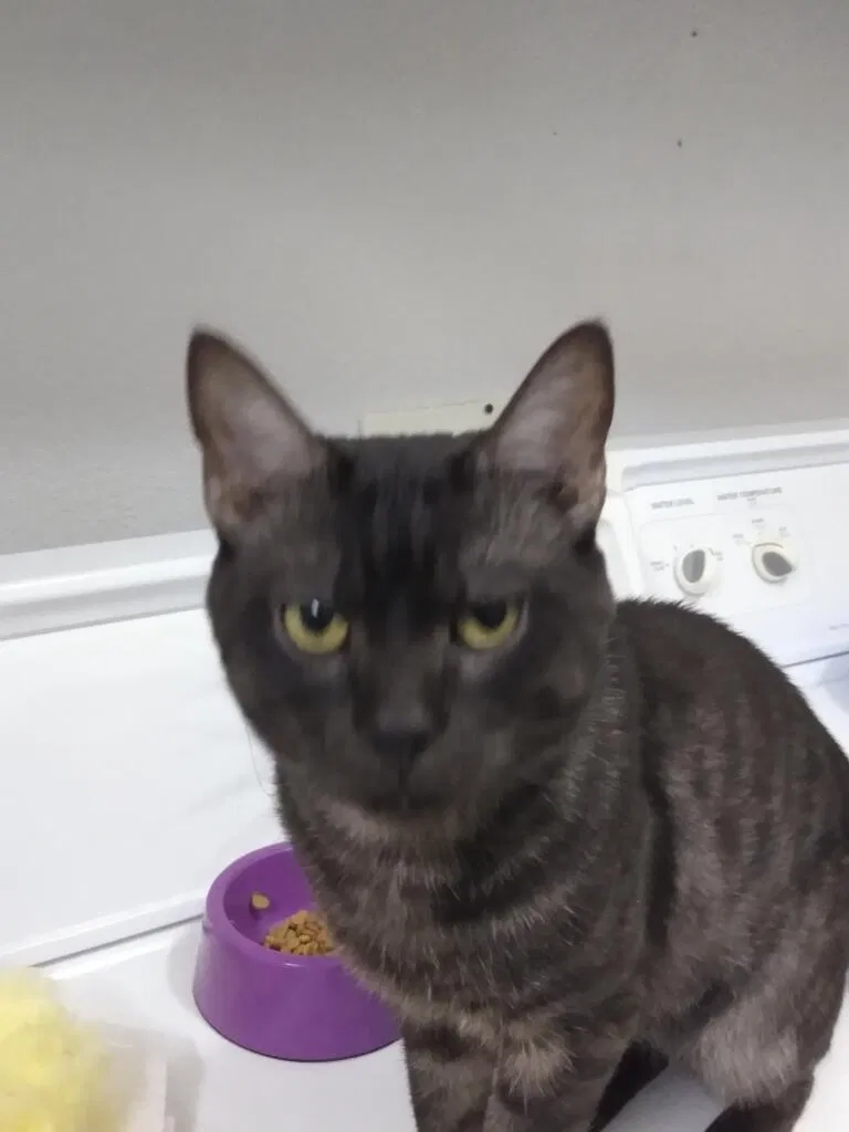 Lost cat in Fort Worth, TX, 76120