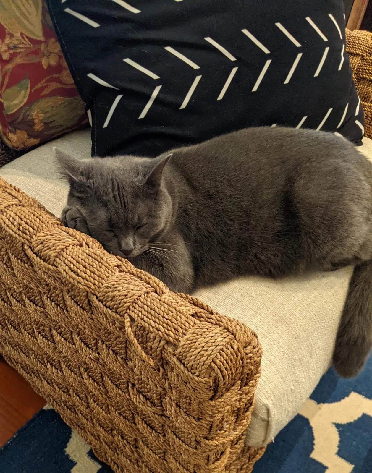 Lost cat in Orlando, FL, 32827