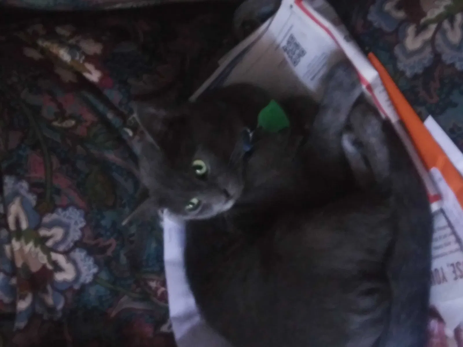 Lost cat in Bessemer, AL, 35023