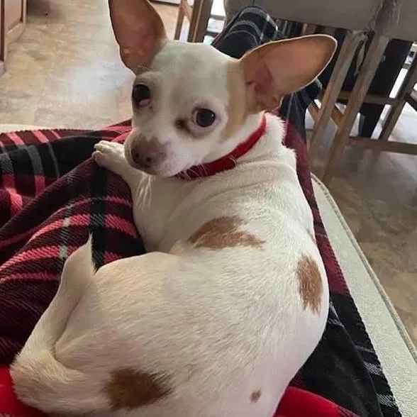 Lost dog in Oakland, CA, 94621