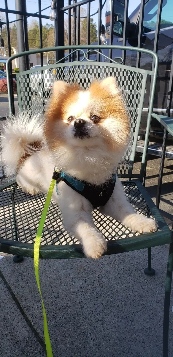 Lost dog in Roswell, GA, 30076